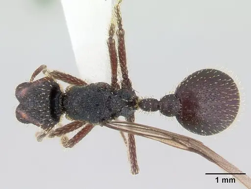 Stegomyrmex vizottoi specimen CASENT0178591 image casent0178591_1