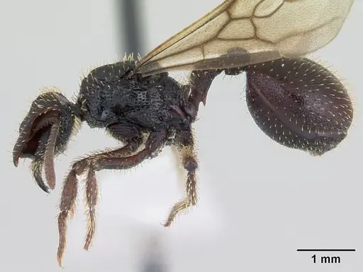 Stegomyrmex vizottoi specimen CASENT0178591 image casent0178591_3
