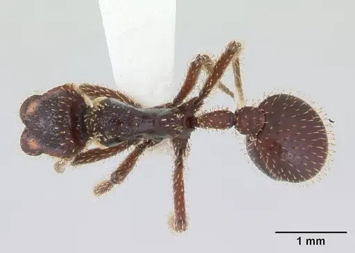 Stegomyrmex vizottoi specimen CASENT0178592 image casent0178592_1