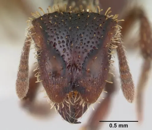 Stegomyrmex vizottoi specimen CASENT0178592 image casent0178592_2