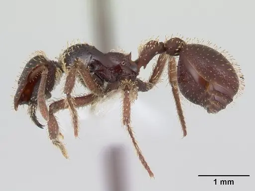 Stegomyrmex vizottoi specimen CASENT0178592 image casent0178592_3