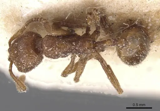 Stenamma africanum specimen CASENT0913969 image casent0913969_1