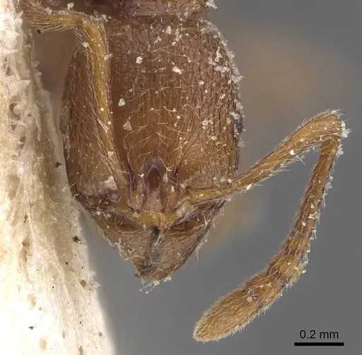 Stenamma africanum specimen CASENT0913969 image casent0913969_2