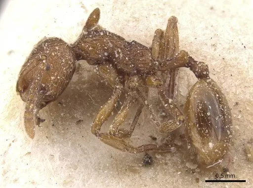 Stenamma africanum specimen CASENT0913969 image casent0913969_3