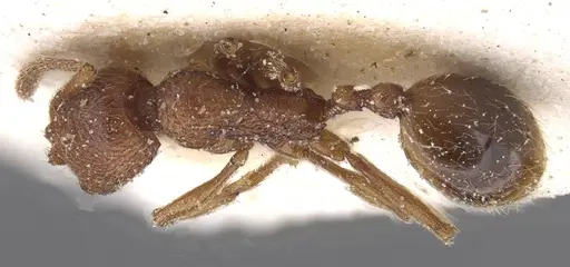 Stenamma africanum specimen CASENT0913970 image casent0913970_1