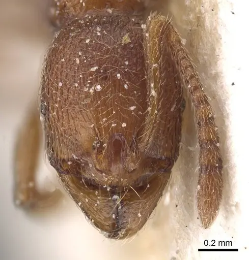 Stenamma africanum specimen CASENT0913970 image casent0913970_2