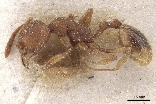 Stenamma africanum specimen CASENT0913970 image casent0913970_3