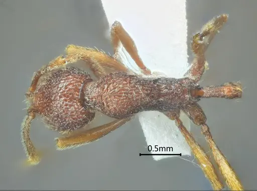Stenamma ailaoense specimen ANTWEB1060575 image antweb1060575_1