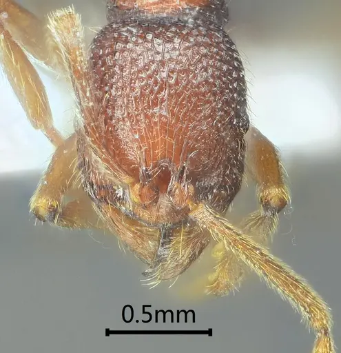 Stenamma ailaoense specimen ANTWEB1060575 image antweb1060575_2
