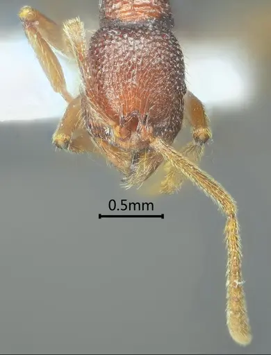 Stenamma ailaoense specimen ANTWEB1060575 image antweb1060575_3