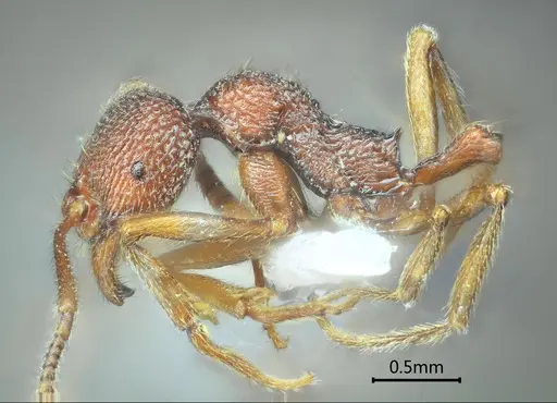 Stenamma ailaoense specimen ANTWEB1060575 image antweb1060575_4