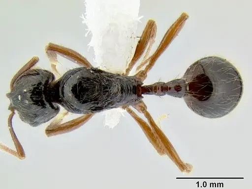 Stenamma alas specimen CASENT000005886 image casent000005886_1