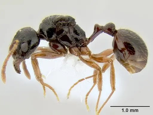 Stenamma alas specimen CASENT000005886 image casent000005886_3