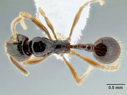 Stenamma alas specimen CASENT0600040 image casent0600040_1