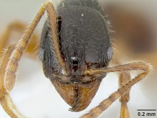 Stenamma alas specimen CASENT0600040 image casent0600040_2