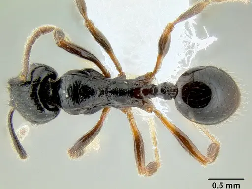 Stenamma alas specimen CASENT0600114 image casent0600114_1
