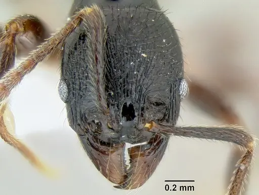 Stenamma alas specimen CASENT0600114 image casent0600114_2