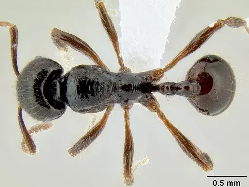 Stenamma alas specimen CASENT0606832 image casent0606832_1