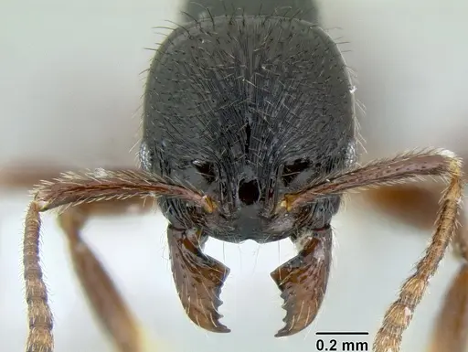 Stenamma alas specimen CASENT0606832 image casent0606832_2