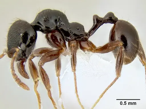Stenamma alas specimen CASENT0606832 image casent0606832_3