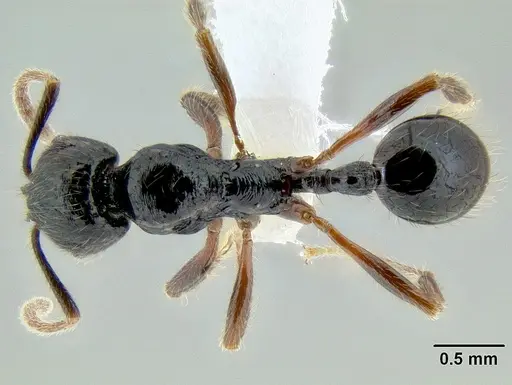 Stenamma alas specimen CASENT0606870 image casent0606870_1