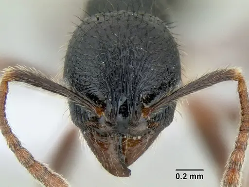 Stenamma alas specimen CASENT0606870 image casent0606870_2
