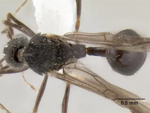 Stenamma alas specimen CASENT0623103 image casent0623103_1
