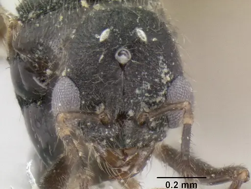Stenamma alas specimen CASENT0623103 image casent0623103_2