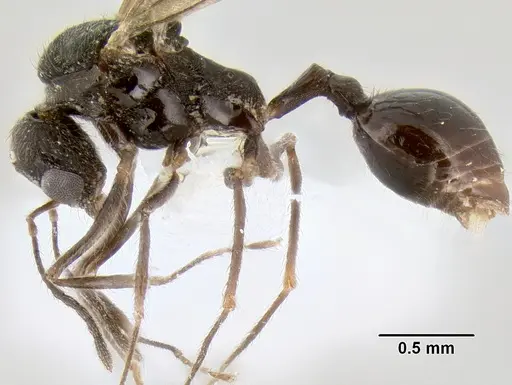 Stenamma alas specimen CASENT0623103 image casent0623103_3