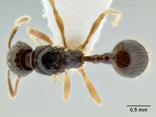Stenamma alas specimen CASENT0623104 image casent0623104_1