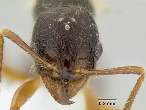 Stenamma alas specimen CASENT0623104 image casent0623104_2