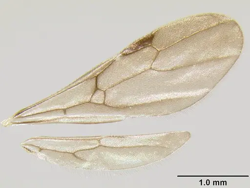 Stenamma alas specimen CASENT0623104 image casent0623104_4