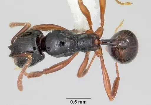 Stenamma alas specimen JTLC000005593 image jtlc000005593_1