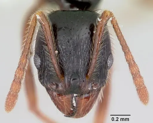 Stenamma alas specimen JTLC000005593 image jtlc000005593_2