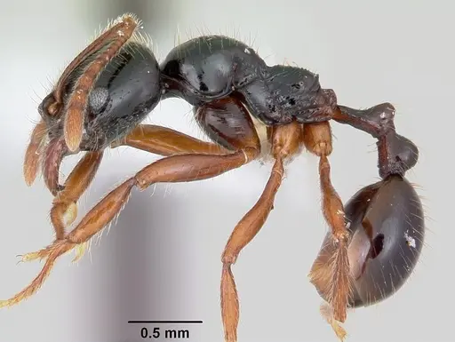 Stenamma alas specimen JTLC000005593 image jtlc000005593_3