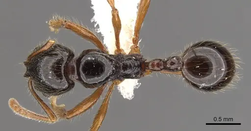 Stenamma alas specimen JTLC000005879 image jtlc000005879_1