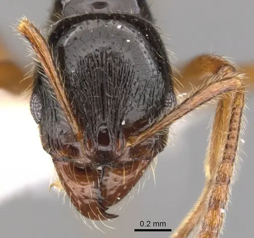 Stenamma alas specimen JTLC000005879 image jtlc000005879_2