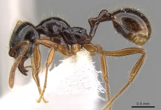 Stenamma alas specimen JTLC000005879 image jtlc000005879_3