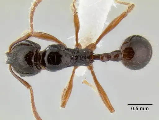 Stenamma alas specimen JTLC000005880 image jtlc000005880_1