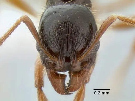 Stenamma alas specimen JTLC000005880 image jtlc000005880_2