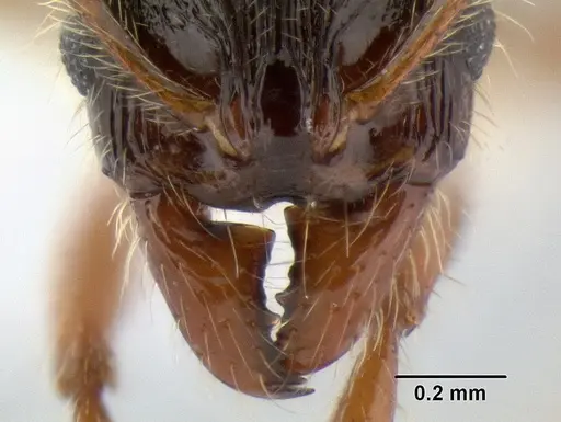 Stenamma alas specimen JTLC000005880 image jtlc000005880_3