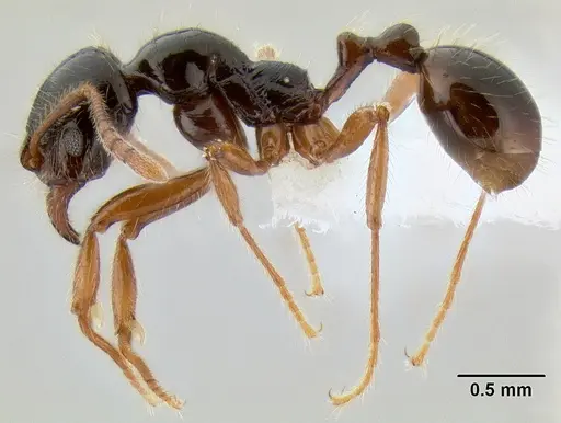 Stenamma alas specimen JTLC000005880 image jtlc000005880_4