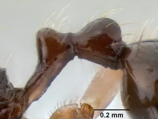 Stenamma alas specimen JTLC000005880 image jtlc000005880_5