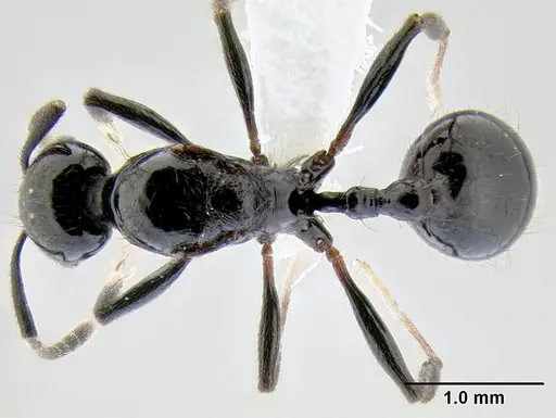 Stenamma atribellum specimen CASENT0622349 image casent0622349_1