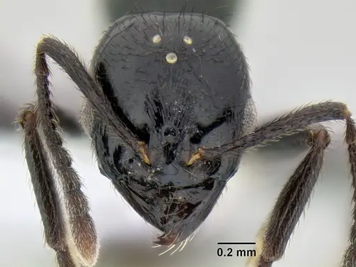 Stenamma atribellum specimen CASENT0622349 image casent0622349_2