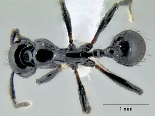 Stenamma atribellum specimen CASENT0622351 image casent0622351_1