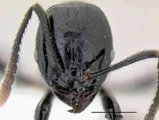 Stenamma atribellum specimen CASENT0622351 image casent0622351_3
