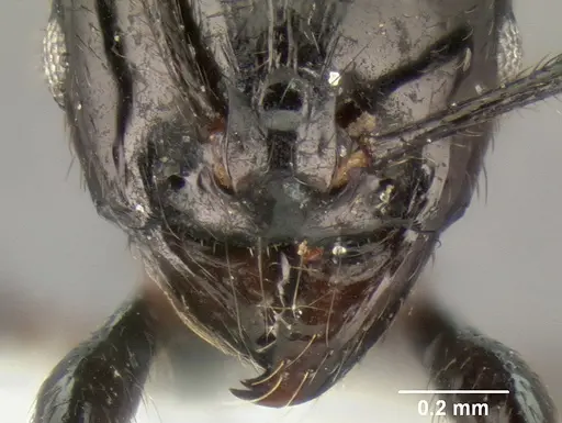 Stenamma atribellum specimen CASENT0622351 image casent0622351_4