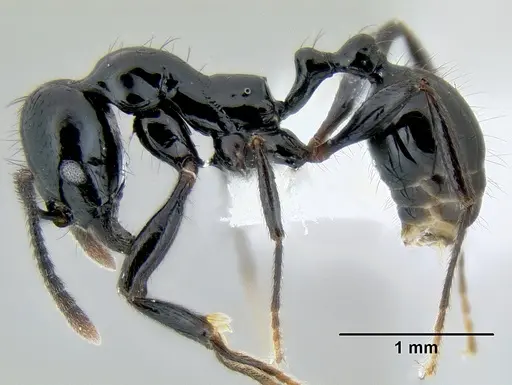 Stenamma atribellum specimen CASENT0622351 image casent0622351_5