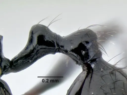 Stenamma atribellum specimen CASENT0622351 image casent0622351_6